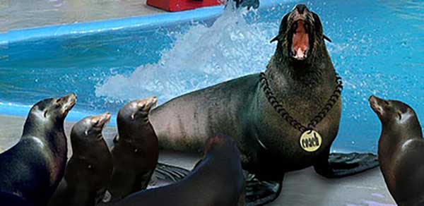 Trained seals